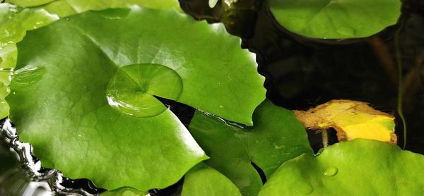 High angle view of leaves floating on water