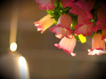 Close-up of pink flowers