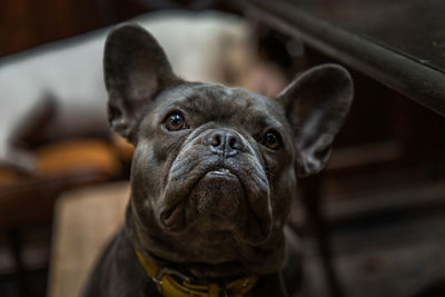 Close-up of dog at home