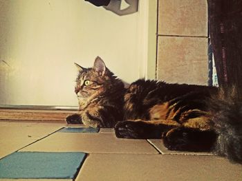 Portrait of cat