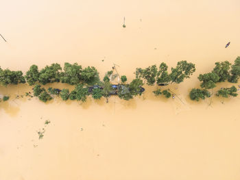 Close-up of plants against yellow background