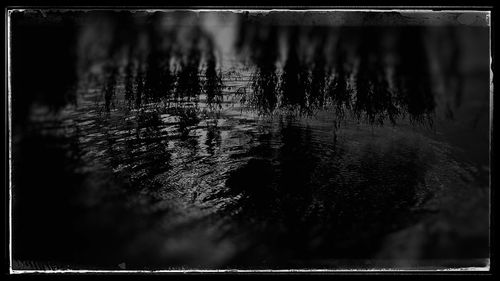 Trees in water