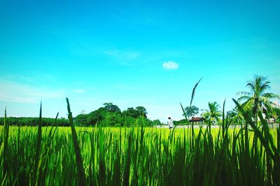 Crops growing on field against blue sky