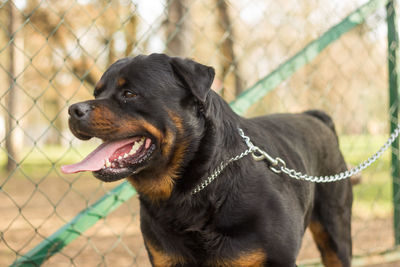 Close-up of dog looking away