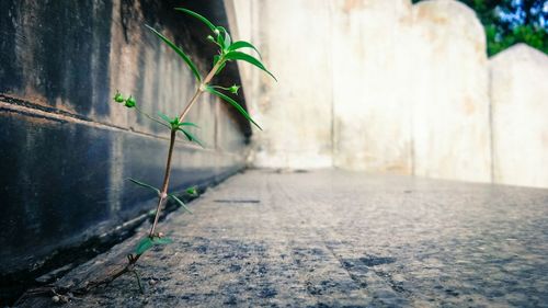 Plants growing on wall