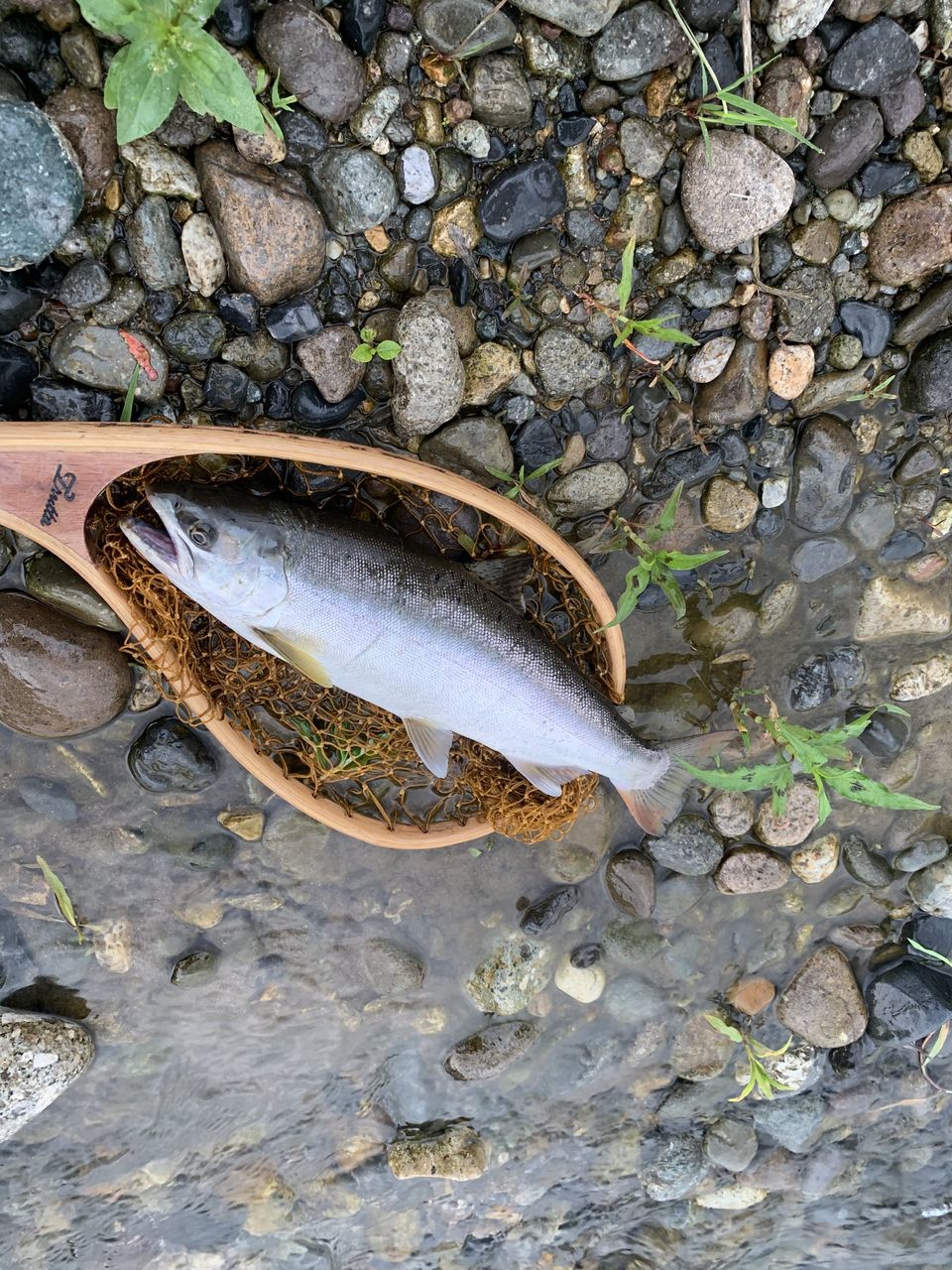 HIGH ANGLE VIEW OF DEAD FISH IN WATER