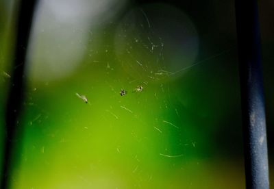 Close-up of spider on green leaf