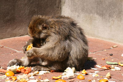 Lion eating food on floor