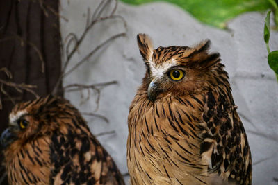 Tawny fish owl staring at camera