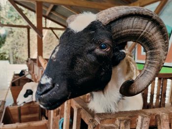 Close-up of goat