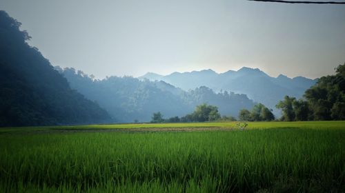 Scenic view of field against sky