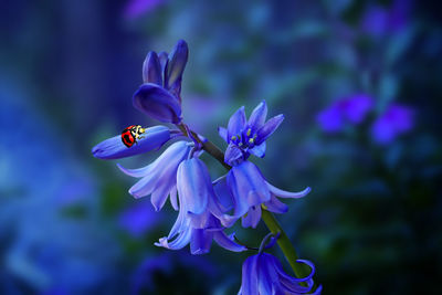 Close-up of honey bee on purple flowering plant