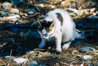 View of cat on field