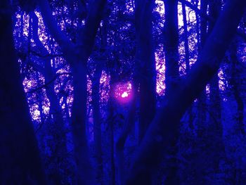 Trees in forest