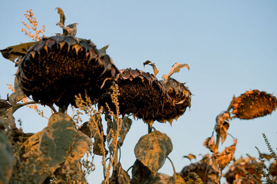 Close-up of wilted plant against clear sky