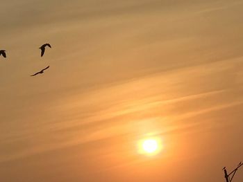 Silhouette bird flying in sky during sunset