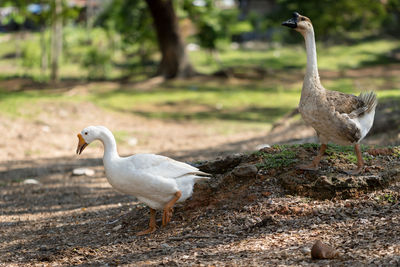 Ducks on a land