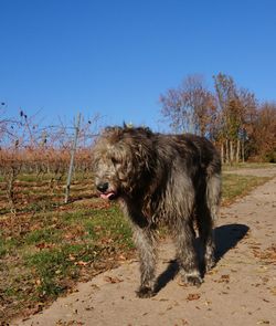 View of dog on field against clear sky