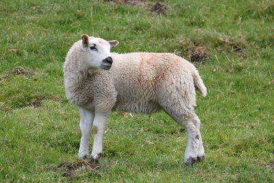 Sheep standing in a field