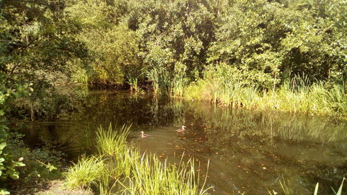 Scenic view of lake in forest