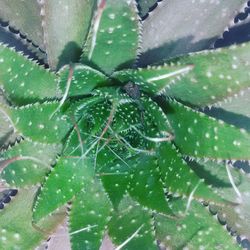 Close-up of succulent plant