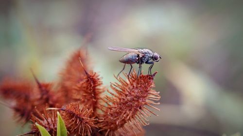 Close-up of bee pollinating on flower