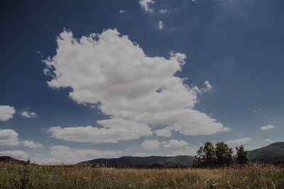 Scenic view of field against sky