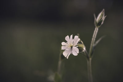 Close-up of white flowering plant