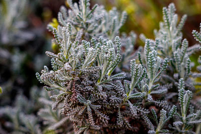 Close-up of frozen plant