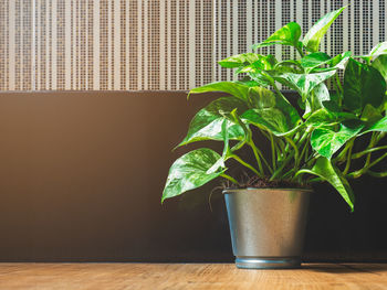 Close-up of potted plant on table