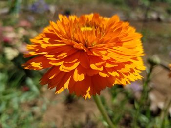 Close-up of orange flower blooming outdoors