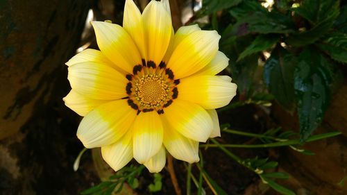 Close-up of yellow flower