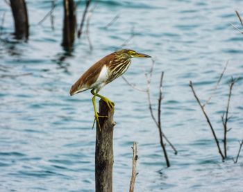 Bird perching on wooden post