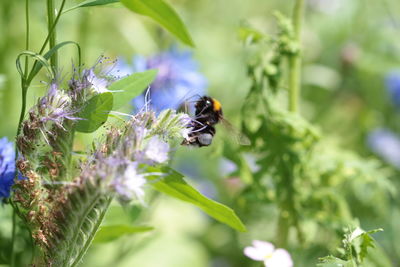 High angle view of bee on flowering plant
