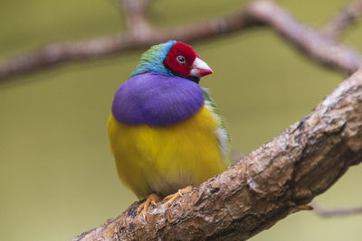 Close-up of bird perching on tree