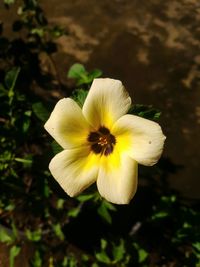 Close-up of flower blooming outdoors