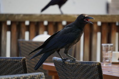 Close-up of bird perching on chair