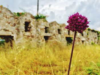 Close-up of flowers blooming against sky