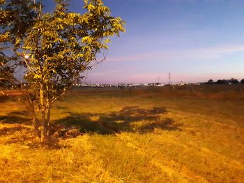 Trees on landscape against sky at sunset