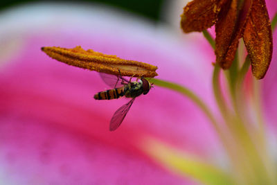 Close-up of insect on pink flower