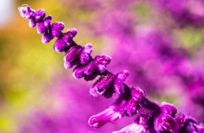 Close-up of pink flowers