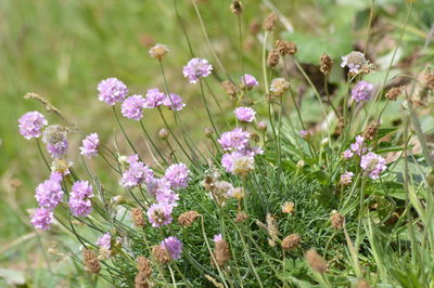 Close-up of pink flowering plants on land