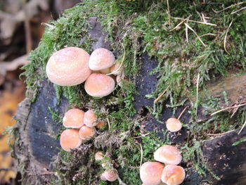 Close-up of mushrooms growing on tree