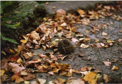 Surface level of leaves on ground