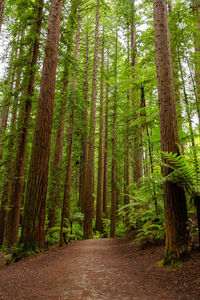 Rotorua redwoods forest 