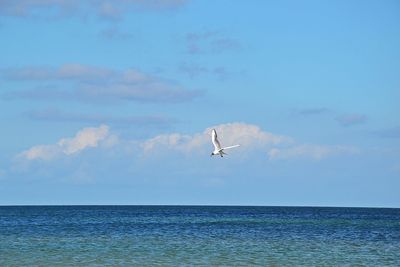 Bird flying over sea against sky