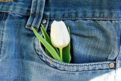 Close up of white flower