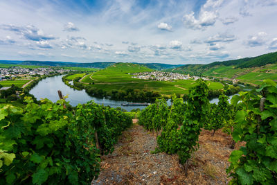 Panoramic view of the moselle vineyards, germany.