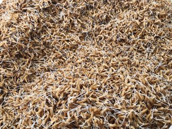 Full frame shot of dried plant