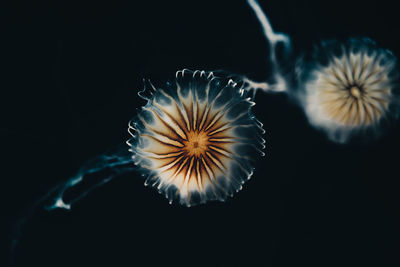 Close-up of dandelion on sea against black background